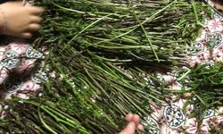 Sarıgöl'de yaban otları paraya dönüştü