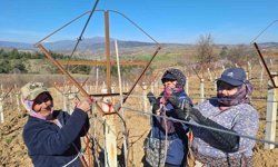 Sarıgöllü kadınlar 8 Mart'ı bağlarda çalışarak kutladı
