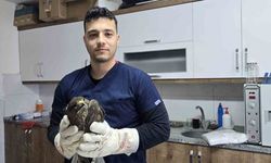 Seydikemer'de yaralı şahin tedavi altına alındı