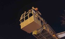 Siirt'te ağaçta mahsur kalan kedi itfaiye ekiplerince kurtarıldı