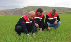 Siirt'te yağışlar yüzde 150 arttı, tarımsal hasıla beklentisi yükseldi