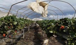 Silifke'de hortum seraları yerle bir etti