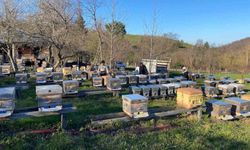 Sinop'ta soğuk hava arıcılığı olumsuz etkiliyor