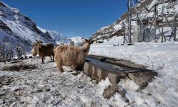 Şırnak'ta keçi besiciliği gittikçe yok oluyor