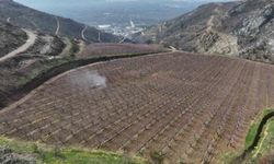 Siyahların ardında açan pembe şeftali çiçekleri