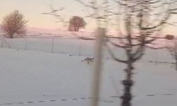 Sürüden ayrılarak mahsur kalan kurt, cep telefonu ile görüntülendi