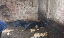 Tarsus'ta ahıra yıldırım düştü: 5 küçükbaş hayvan telef oldu