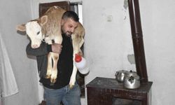 Tatvan'da hasta buzağıya evde özel bakım