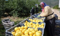 TÜİK'e göre limonda üretici fiyatları yıllık yüzde 410 yükseldi