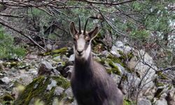 Türkiye'de en düşük rakımda sadece Gümüşhane'de görülüyor
