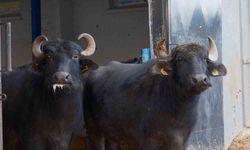 Türkiye'nin yeni manda ırkı Murana süt verimi ile dikkat çekiyor