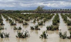 Yağışlar tarım arazilerini vurdu