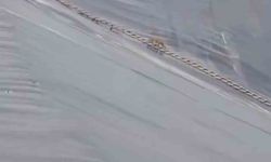 Yapay gölete düşen çakal merdivenle kurtarıldı