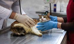 Yaralı kediye Büyükşehir şefkati