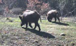 Yiyecek arayan yaban hayvanları fotokapanla görüntülendi