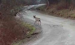 Yolunu şaşıran karaca yerleşim yerinde görüntülendi