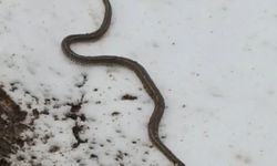 Yüksekova'da su arızası giderilirken 1 metrelik yılan çıktı