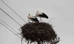 Yuvalarına dönen leylekler Yozgat'ta baharı müjdeledi