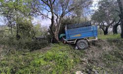 Zeytin bahçesine uçan patpatın sürücüsü öldü