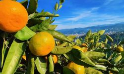 RTEÜ Rize Mandalinasından 15 ürün hazırlıyor