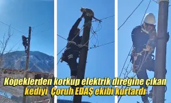 Köpeklerden korkup elektrik direğine çıkan kedi kurtarıldı