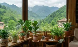 Karadeniz'in İklimine En Uygun Salon Çiçekleri ve Bakım Sırları