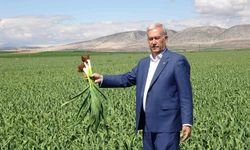 AB tescilli Araban sarımsağında yüksek rekolte ve kaliteli ürün bekleyişi