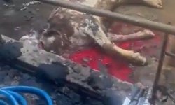 Ahır yandı, 12 büyükbaş hayvan telef oldu