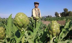 Akademisyen çiftçinin 7 yıl süren emekleriyle 120 dönüm alana yaydığı enginar üretiminde hasat başladı