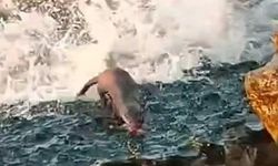 Akçakoca'da görülen su samuru vatandaşları heyecanlandırdı