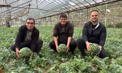 Antalya'da kış karpuzu hasadı için geri sayım başladı