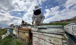 Arıcılar yavru ve besleme dönemine girdi