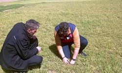 Aslanapa'da soğuktan zarar gören hububat ekili alanlarda inceleme