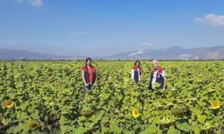 Ayçiçeğinde tohum desteği başladı