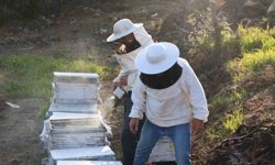 Aydın'da arı kolonileri gençleşiyor, arıcılar sezondan umutlu