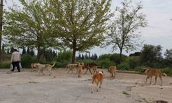 Aydın'da sokak köpeği sorunu devam ediyor