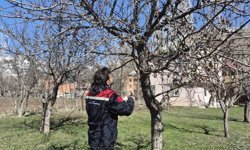 Aydıntepe'de meyve bahçelerinde budama uygulaması sürüyor