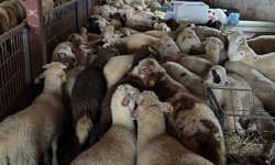 Aydıntepe'de şap hastalığına yönelik NSP ve bağışıklık takibi başlatıldı