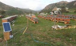 Ayıya elektrikli tuzak bile engel olamadı: Tellerin altını kazıp kovanlara ulaştı