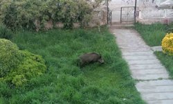 Ayvalık'ta Çamlık'ı yaban domuzları bastı