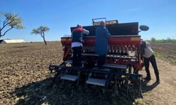 Babaeski'de aspir tohumu toprakla buluştu