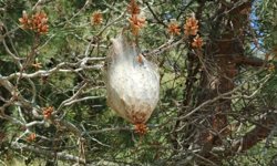 Bafra'da 'çam kese böceği' tehlikesi