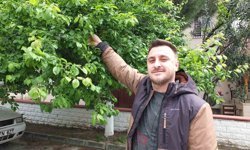 Balıkesir'de ilk erik hasadı yapıldı