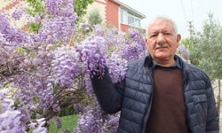 Balıkesir'de mor salkım güzelliği başladı