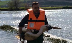 Barajda mahsur kalan pelikan böyle kurtarıldı