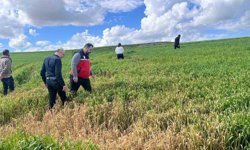 Batman'da çiftçilere 'yanlış ilaçlama' uyarısı