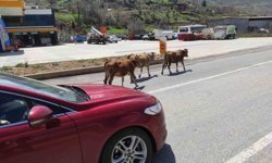 Batman'da yola çıkan büyükbaş hayvanlar sürücülere zor anlar yaşatıyor