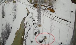 Bayburt'ta nefes kesen kovalamaca: Tavşanın kurdu atlattığı anlar kamerada