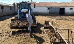 Besiciler hayvanlara patates yedirerek yemden tasarruf ediyor