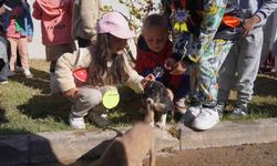 Bilecik Belediyesi Sokak Hayvanları Tedavi ve Rehabilitasyon Merkezi'nde mutlu yaşam